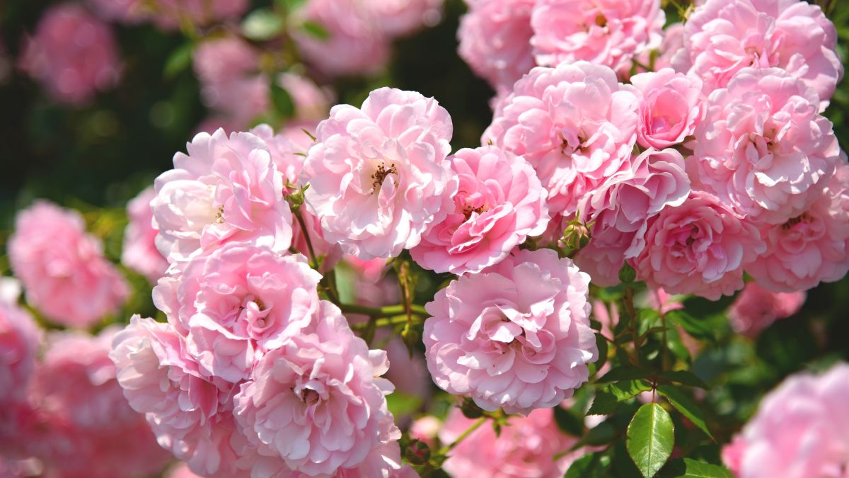 Rózsaszín rózsák gazdag virágzása, napfényben ragyogva, üde zöld levelekkel körülvéve.