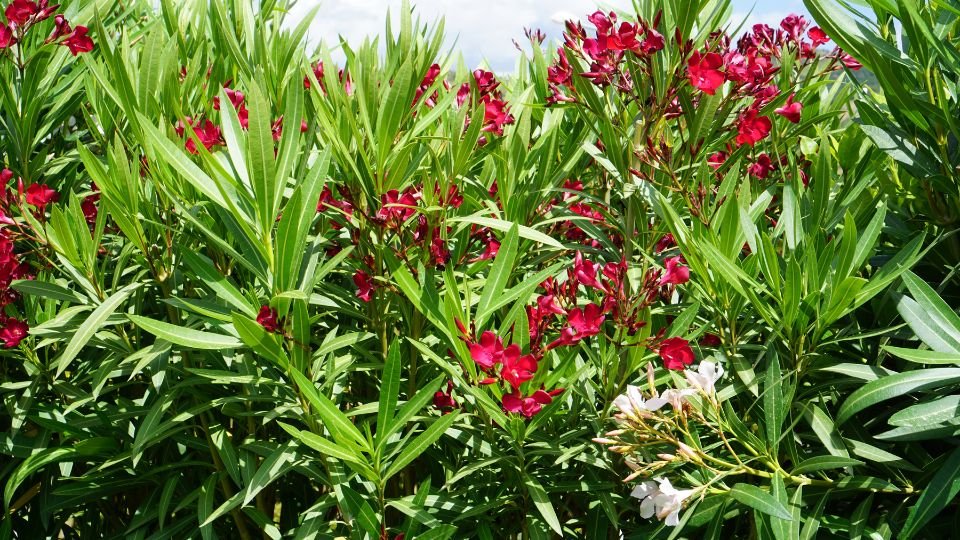 A leanderok vibráló vörös virágai és zöld levelei, nyári napsütésben.