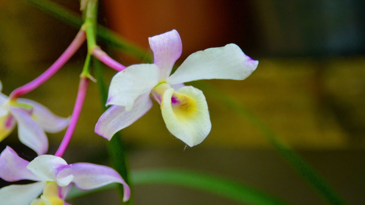 Egy gyönyörű Dendrobium orchidea virágzó ága, fehér és rózsaszín virágokkal, zöld levelekkel.