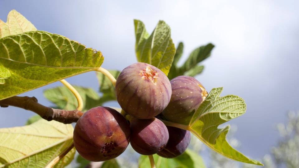 Érett fügegyümölcsök zöld levelek között, napsütésben.