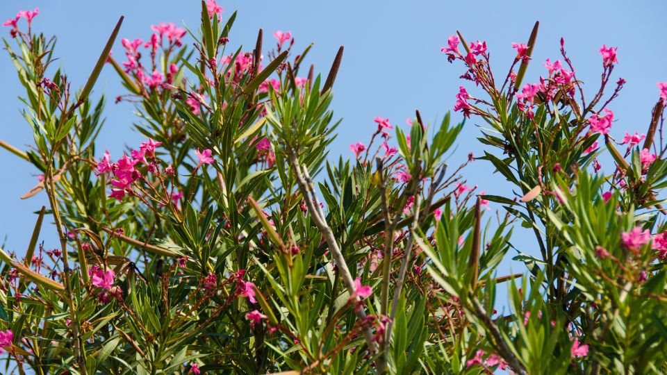 A leander virágzó ágain pink virágok pompáznak a kék ég alatt, zöld levelek között.