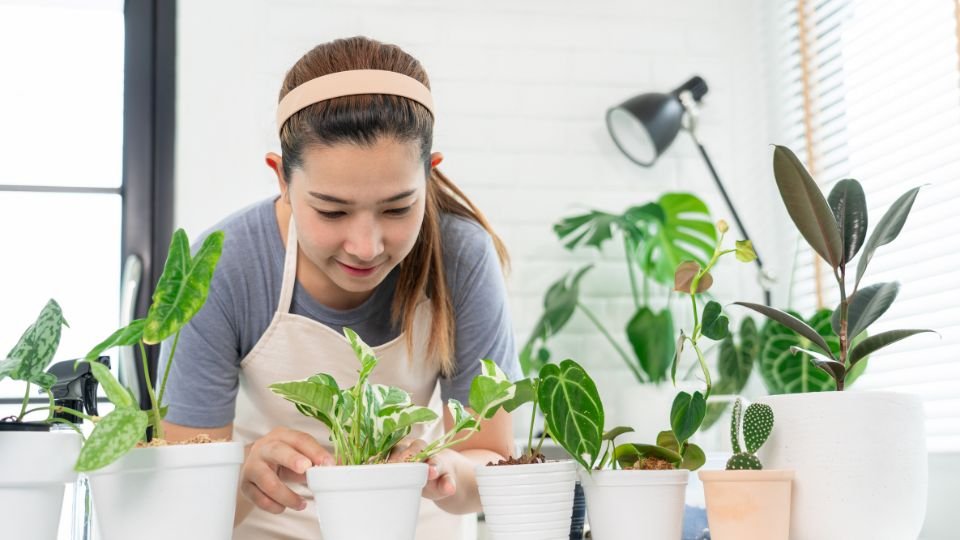 Egy fiatal nő gondosan ápolja a szobanövényeit, különböző fajták zöld levelei között, világos szobában.