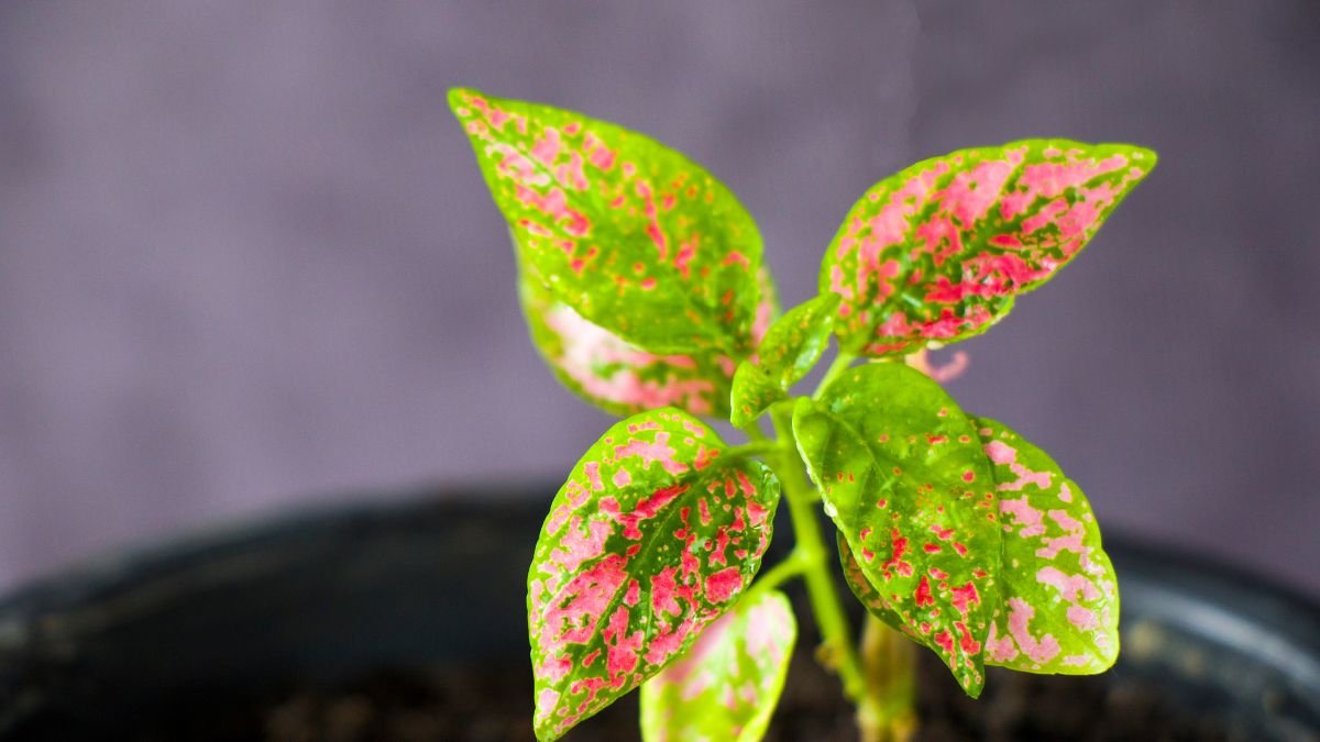 Egy színes szobanövény, élénk zöld és rózsaszín levelekkel, fekete cserépben.