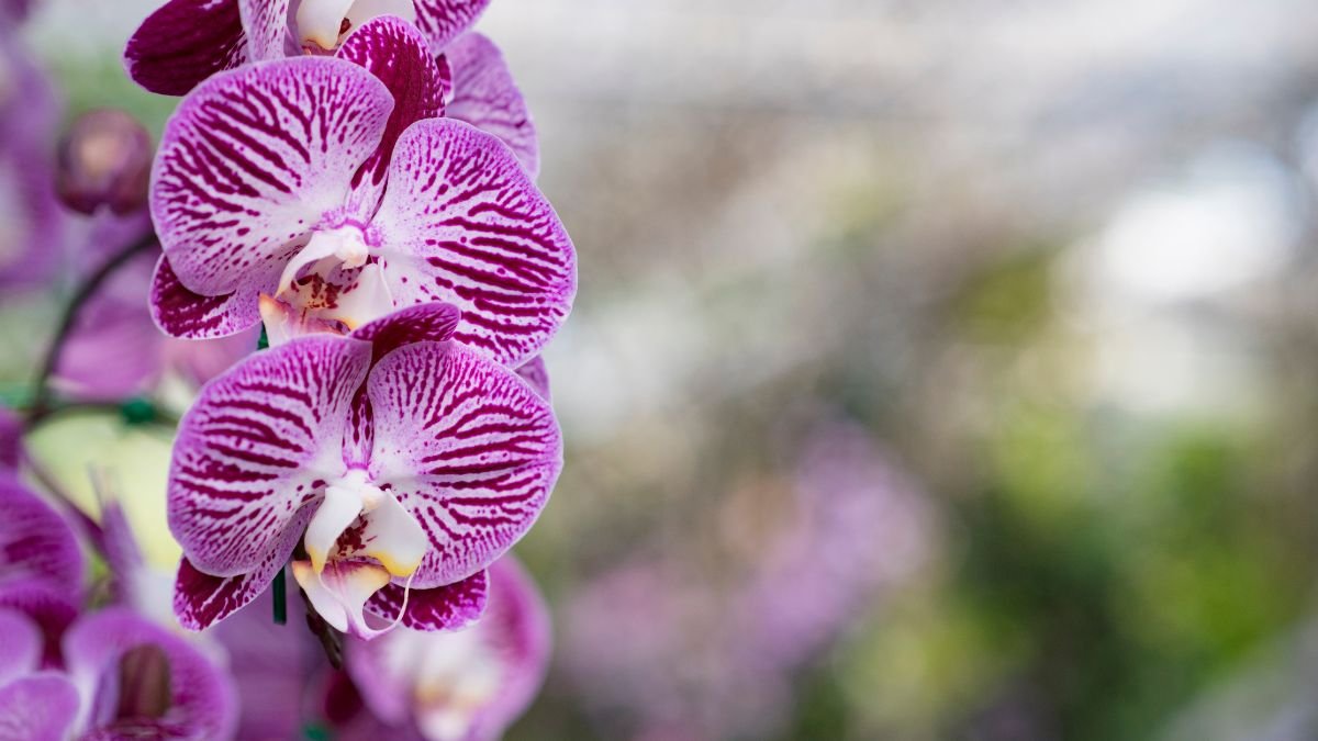 Gyönyörű, lila csíkos orchidea virágok közelről, ragyogó színekben.