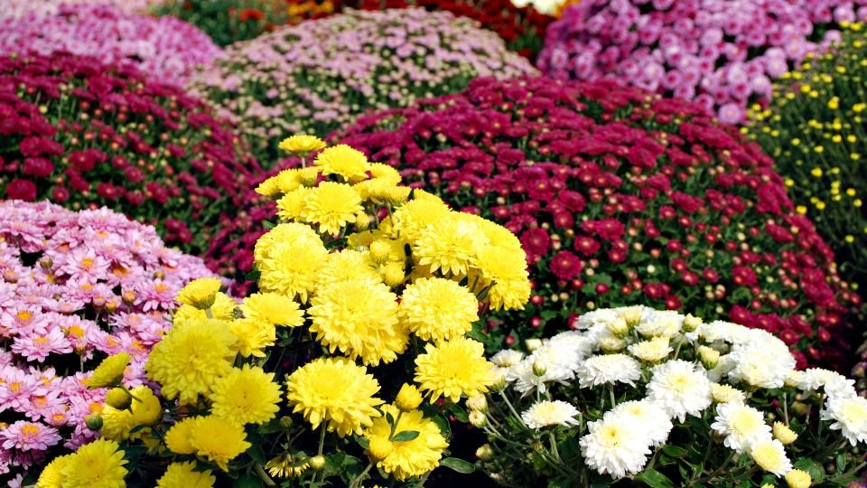 Színes krizantémok virágágyásban, sárga, fehér, rózsaszín és piros árnyalatokban, Halottak napjára készülve.