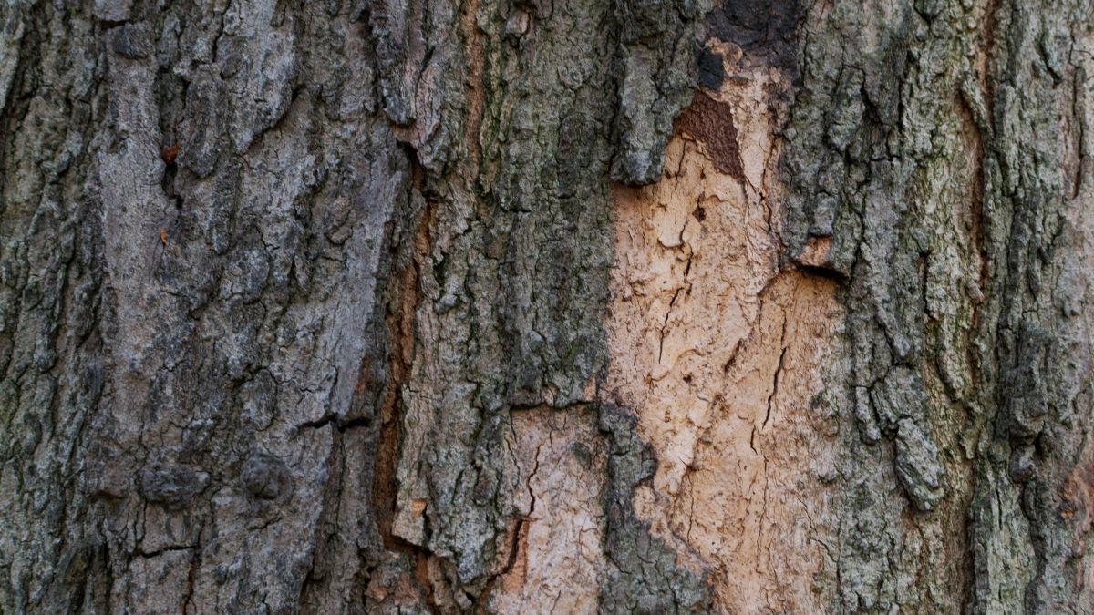 A cukorjuhar kérge, amely szürke és világosbarna árnyalatokban váltakozik, jellegzetes textúrával.