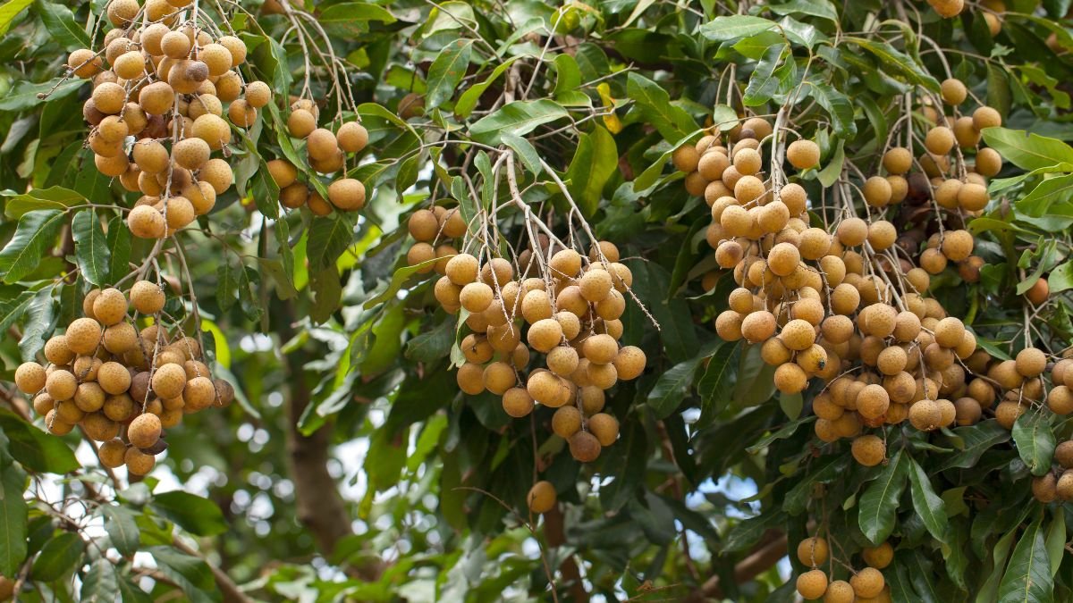 Egy longán gyümölcsfa ágain csüngő, érett gyümölcsök, zöld levelek között.