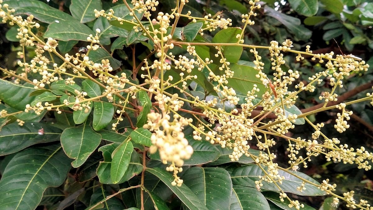 A longán virágzó ága, apró, krémfehér virágokkal és zöld levelekkel, a gyümölcsfa fejlődését mutatja.