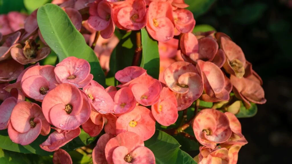 Pompás kutyatej gondozása (Euphorbia milii)