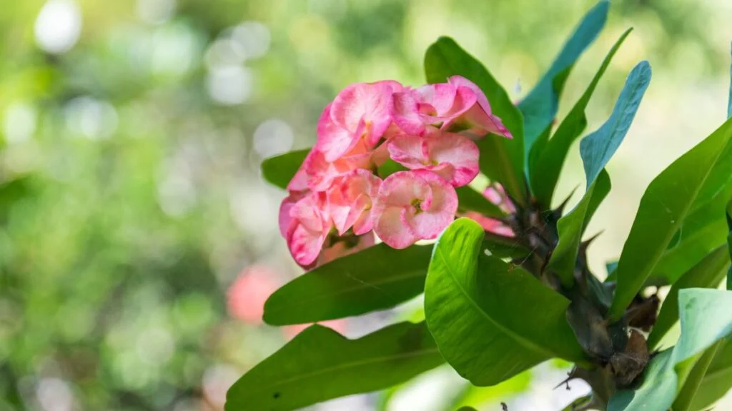 Pompás kutyatej gondozása (Euphorbia milii)