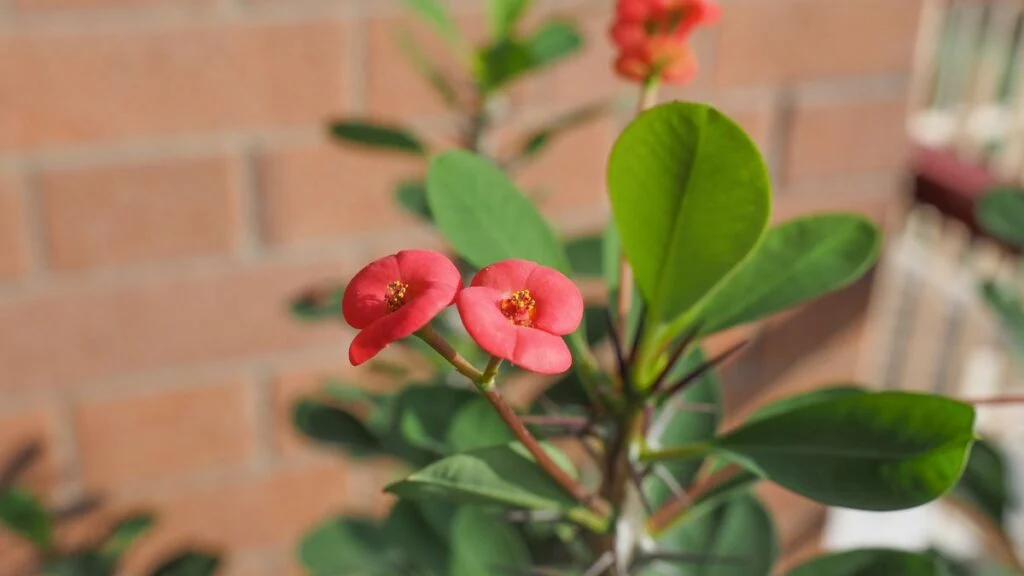 Pompás kutyatej gondozása (Euphorbia milii)