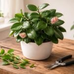 - Fényes levelek, illatos virágok és kompakt növény: húsos viaszvirág metszése