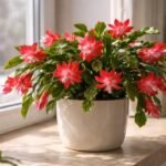 Karácsonyi orchidea világos, szórt fényben virágzásra készülő szobanövény, karácsonyi hangulat.