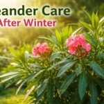 Zöld leander bokor a napsütéses kertben, új hajtásokkal és virágbimbókkal.