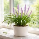 - Tajvani pupliliom fényigénye közepes, kerüld a tűző déli fényt, biztosíts lágy fényt.