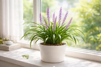 - Tajvani pupliliom fényigénye közepes, kerüld a tűző déli fényt, biztosíts lágy fényt.