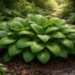 - Hosta ovata vízigénye: rendszeres öntözéssel dús lomb és egészséges bokor.