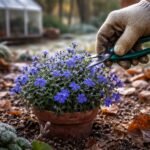 Törpe lobélia (Lobelia erinus) egy áttelelésre készülő kertben, őszi gondoskodás.