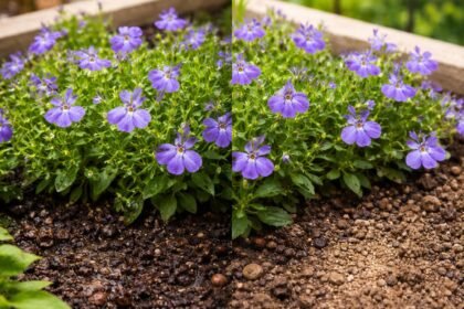 - Törpe lobélia: pontos öntözés nélkül gyökérkárosodás és hervadás fordul elő.