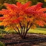 Torzsás ecetfa lombja szeptemberben élénk őszi színekben, öntözés közvetlen fényben.