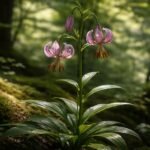 - Turbánliliom: fényben gazdag helyen virágzik igazán, félárnyék is elegendő számára.