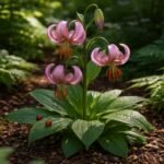 Turbánliliom virágzó növény részletei, leveleken betegségek és kártevők jelei, megelőzés témájára.