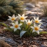 Kép a Türkesztáni tulipán teleltetéséről: ellenálló, finom dísz a kertben.