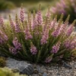 - Vékony hanga gondozása: tippek a hosszú virágzásért és egészséges növekedésért