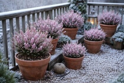 - Erica gracilis vékony hanga teleltetése és téli gondozása a kertben hosszú virágzásért