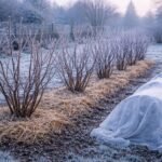 - Fedezze fel a tél végi ribiszke teleltetés öt egyszerű titkát.