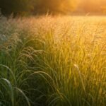 - Vesszős köles fényigényét vizuálisan bemutató, napfény és árnyék közti egyensúly megfigyeléssel.