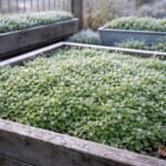 - A vetési tyúkhúr átteleléséhez praktikus tippek, talajtakaró előnyök és víz-igény felismerése