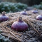 - Vöröshagyma átteleltetése a kertben: tippek, védelem és jövőbeni termés erős hozadékkal.