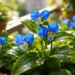- Azúrkék kommelína fényigénye titkokat tár fel kertedben és a balkonládákban.
