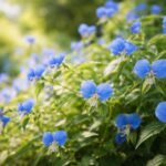 - Azúrkék kommelína varázslat a kertedben, könnyű gondozás és nyári virágözön.