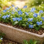 - Azúrkék kommelína gondozása: megfelelő talaj, kiegyensúlyozott tápanyag-utánpótlás és trágyázás a virágzásért