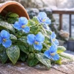 - Azúrkék kommelína télre felkészülve beltéren vagy fagymentes helyen, optimális fényviszonyok között