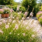 - Fényben tobzódó Gaura lindheimeri virágzás a napos ágyásokban, lángoló színharmóniát teremt nyáron.