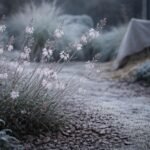 - Hogyan teleltessük biztonságban a Gaura lindheimeri évelő díszgyertyát télen gyakorlati tippekkel?