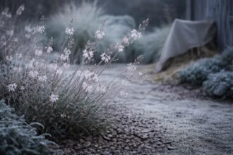 - Hogyan teleltessük biztonságban a Gaura lindheimeri évelő díszgyertyát télen gyakorlati tippekkel?