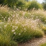 - Évelő díszgyertya (Gaura lindheimeri) ültetése, szaporítása és hosszú nyári virágzás.