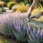 - Könnyed metszés tippek az ezüst lombú orosz mályvarózsához és virágzásához