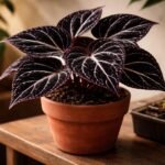 - Darth Vader begónia ritka szobanövény; sötét bársonylevelek kontrasztos rajzolatokkal.