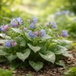 - Édes tüdőfű árnyékos kertrészben is tavaszi virágokat ad és foltos leveleivel díszít.