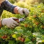 Egres bokor metszése közben friss zöld levelek és érett bogyók láthatók.