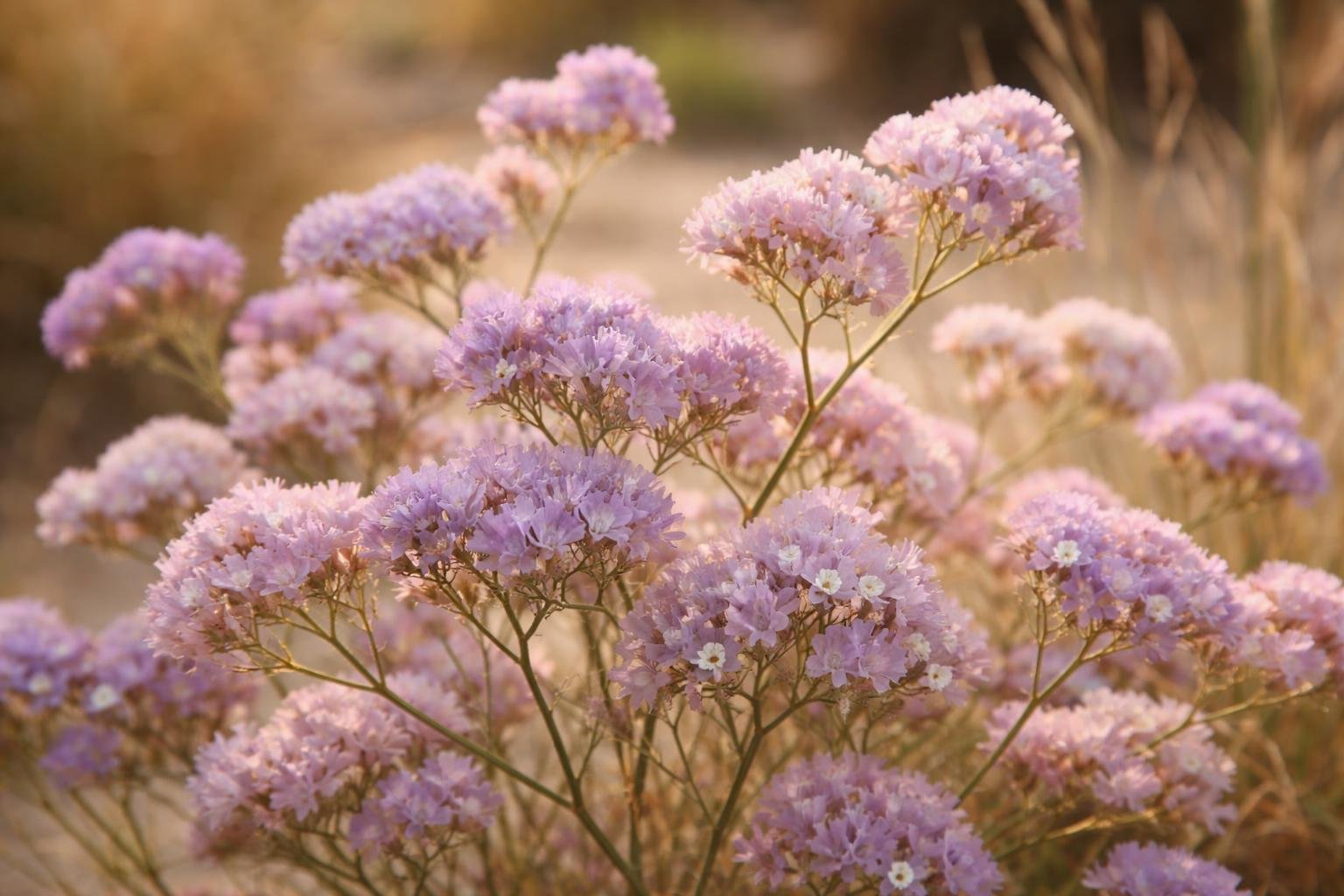 Egynyári sóvirág (Limonium sinuatum) virágágyásban, szárítható, színpompás virágszárral, hosszú ideig díszítő dekorációhoz.