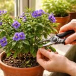 - Encián (Lycianthes rantonnetii) virágzó cserepben lila és fehér virágok, sűrű lomb.