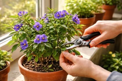 - Encián (Lycianthes rantonnetii) virágzó cserepben lila és fehér virágok, sűrű lomb.