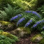 • Fecsketárnics: kék harangvirága nyár elején nyílik, árnyékos kertekbe kiváló díszítő növény.