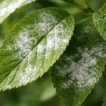- Lisztharmat: fehér bevonat a leveleken, időben kezelve megóvja a növényt.